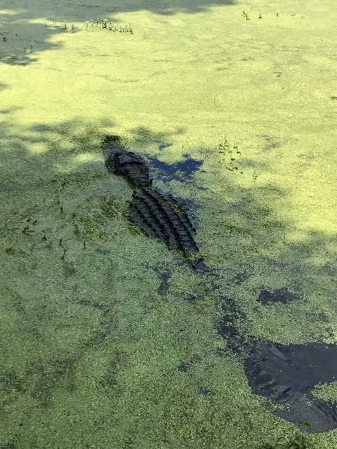 18952924_10154810558697807_1016620561798842240_n