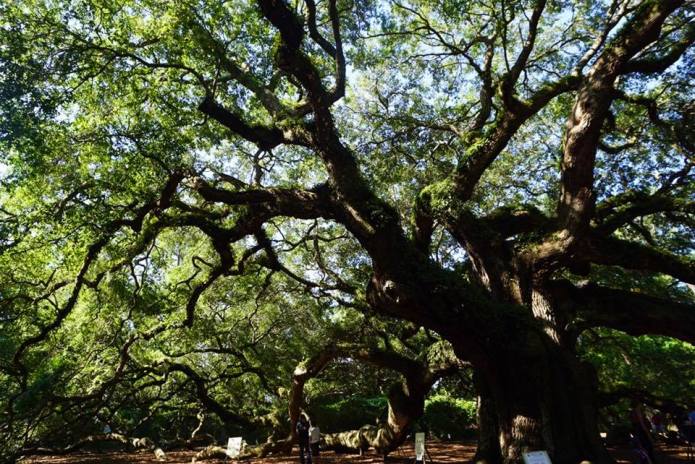 19105875_10154810558477807_9189800578745874728_n